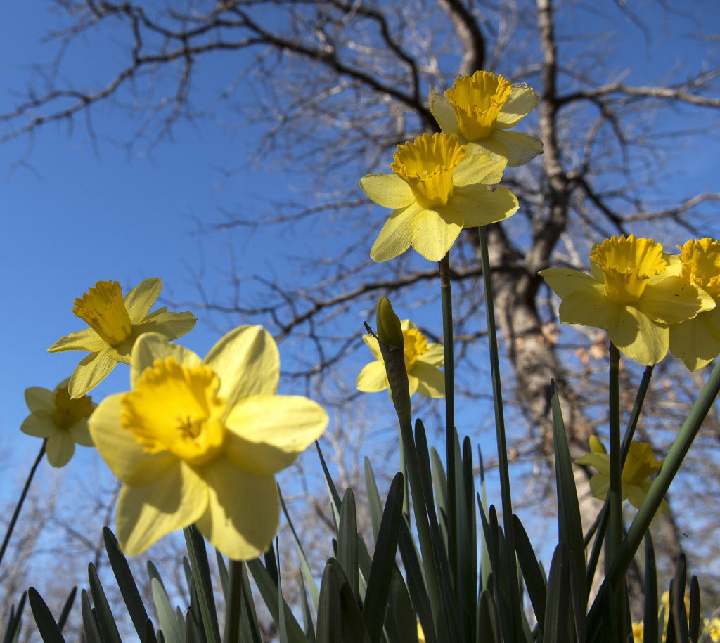 022217_Lee_Daffodils_07.jpg